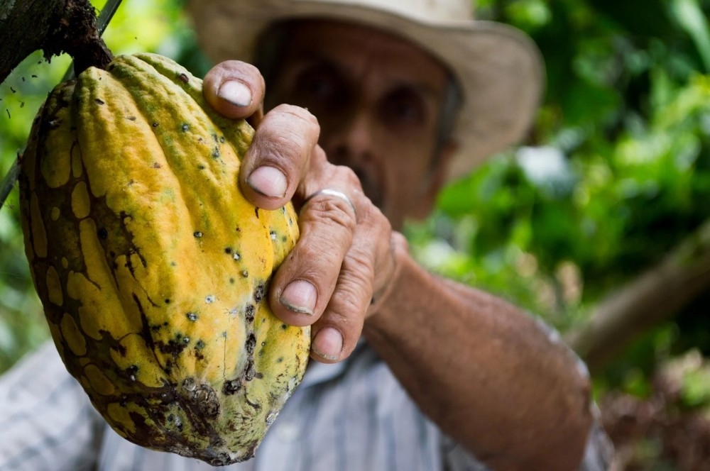 cacao fruto