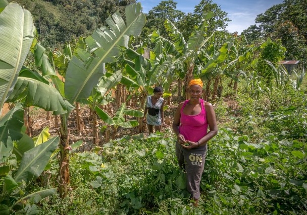 café en republica dominicana