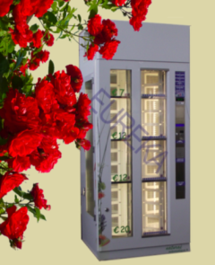 Celebration Flores Celebration Flores