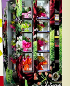 Smile Flores Smile Flores