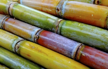 Barry Callebaut se une a Bonsucro para una producción más sostenible de la caña de azúcar