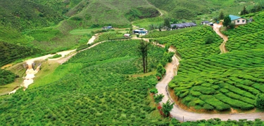 Mercado de café: los precios bajan y el consumo sube en junio