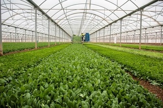 Florette hace récord de facturación con los platos preparados como sector en auge