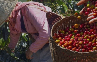 Vietnam Coffee Week, encuentro esencial para conocer el futuro de la industria del café