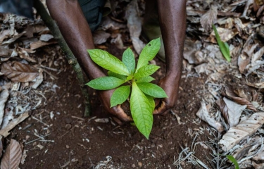 Barry Callebaut y Nestlé se asocian en un proyecto de cacao y sostenibilidad Barry Callebaut y Nestlé se asocian en un proyecto de cacao y sostenibilidad