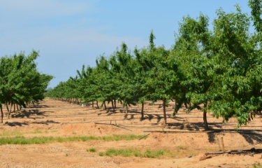 Borges Agricultural & Industrial Nuts factura 91 millones de euros en el primer semestre