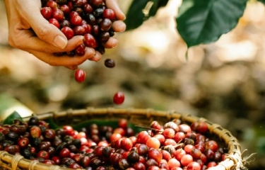 Brasil reporta exportaciones récord con 47 millones de sacos de café