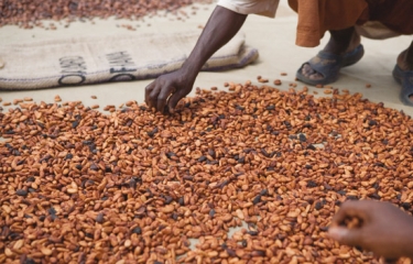 Barry Callebaut e IDH, unidos para impulsar nuevos programas de sostenibilidad para el cacao