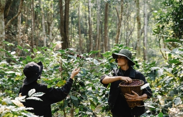 ¿Café en peligro de extinción o titulares alarmistas?