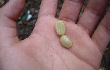 Cautivados por el Café