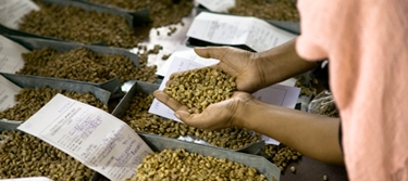 La demanda de café no se verá afectada por la crisis económica mundial