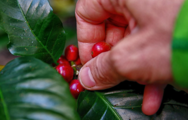El café 'cereza' alcanza su nivel más alto con 20 pesos por kilo en Veracruz