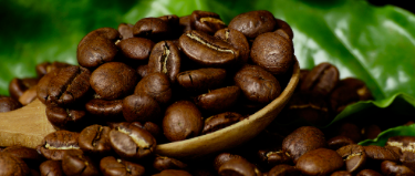 El Diccionario del Café