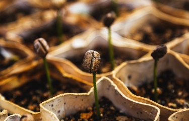 El precio del café sufre en los últimos días su máximo histórico