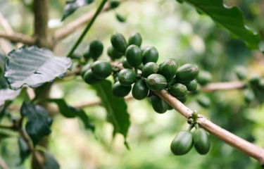 El precio interno del café vuelve a batir su récord