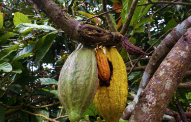 El principal productor mundial de café también quiere dominar el cacao