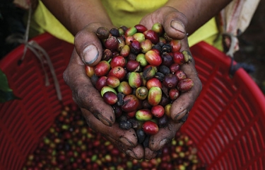 El café lidera las ventas entre los productos de comercio justo en España El café lidera las ventas entre los productos de comercio justo en España