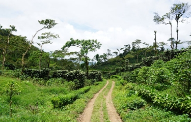 Los mejores cafés del mundo: guía rápida de cómo identificarlos y dónde encontrarlos Los mejores cafés del mundo: guía rápida de cómo identificarlos y dónde encontrarlos