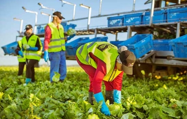 Florette apostará por la innovación para seguir creciendo en 2019 