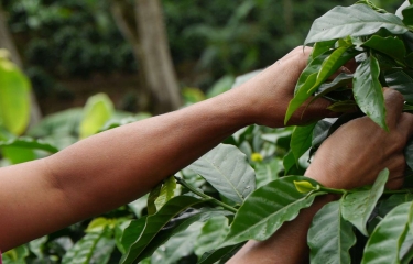 Infusiones de las hojas de café arábica para la demanda de bebidas saludables