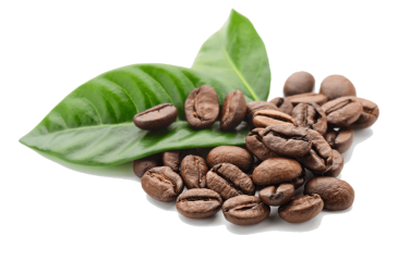 La infusión de hojas de café podrá comercializarse en la UE La infusión de hojas de café podrá comercializarse en la UE