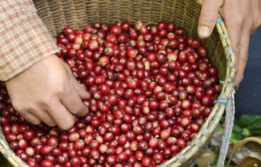 La polémica de la industria cafetera: La queja nos afianza en el inmovilismo La polémica de la industria cafetera: La queja nos afianza en el inmovilismo