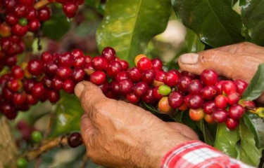 La producción de café colombiano se redujo un 6% en 2020 La producción de café colombiano se redujo un 6% en 2020