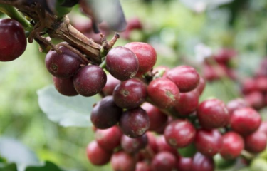 La SCA anuncia los ganadores de los Premios de Sostenibilidad 2020 en la industria del café La SCA anuncia los ganadores de los Premios de Sostenibilidad 2020 en la industria del café