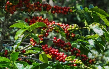 La subasta electrónica de Panama con cafés de lujo partió de 100 dólares el kilo La subasta electrónica de Panama con cafés de lujo partió de 100 dólares el kilo