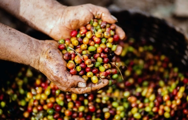 Las nuevas regulaciones de la UE podrían provocar impactos en la industria del café