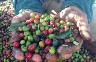 Las pérdidas provocadas por las heladas impactarán en la cosecha brasileña de café de 2022 Las pérdidas provocadas por las heladas impactarán en la cosecha brasileña de café de 2022