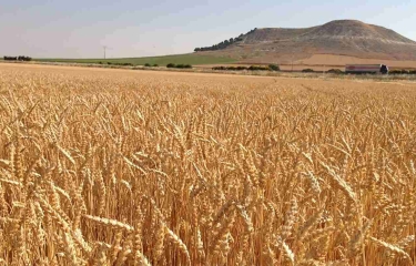 Nestlé acelera su producción sostenible con un sistema alimentario regenerativo