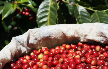 Nestlé lidera el camino en sostenibilidad del café: Resultados del Índice Coffee Brew 2023 Nestlé lidera el camino en sostenibilidad del café: Resultados del Índice Coffee Brew 2023