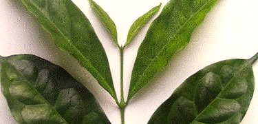 Una planta de café descafeinado, entre las diez nuevas formas de vida más interesantes