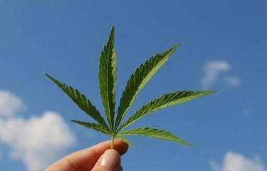 Olevending y la diversificación, ahora el mundo de los productos del cannabis
