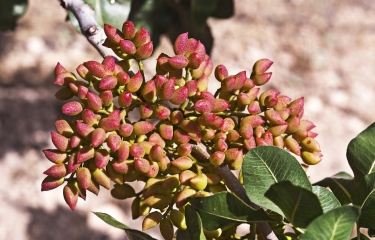 Borges International Group asegura la plantación de pistacho en Lleida