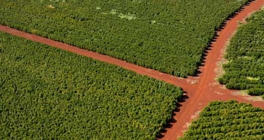 Las cosechas de café castigadas por el clima... y en Brasil se acerca el invierno