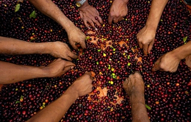 El precio del Robusta alcanza su nivel más alto en 5 años El precio del Robusta alcanza su nivel más alto en 5 años