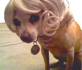 ¿Quiere adornar el pelo de su mascota?