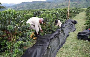Colombia inventa un nuevo método para recolectar café Colombia inventa un nuevo método para recolectar café