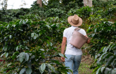 Sabor de resiliencia: El café cubano rompe fronteras para renacer en el Reino Unido
