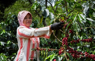 El canal vending es el motor para el crecimiento del café Fairtrade