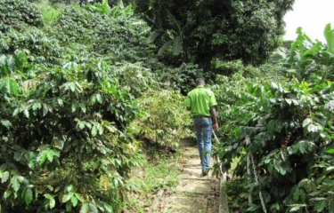 Un recorrido por los sabores únicos de los cafés caribeños