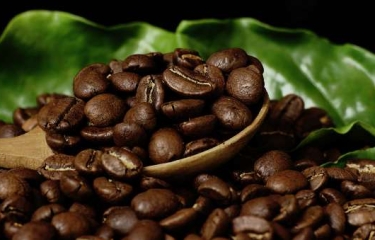 Una referencia mundial en el mercado del “oro verde”