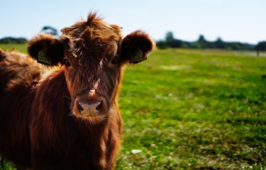 Coca-Cola y Nestlé apoyan un sector lácteo sostenible Coca-Cola y Nestlé apoyan un sector lácteo sostenible