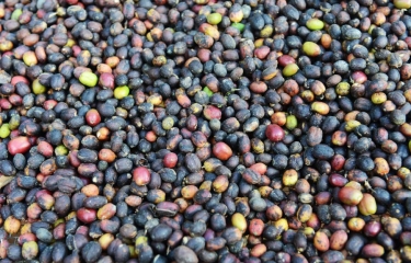 Wush Wush, el café etíope que conquista el segmento del specialty coffee