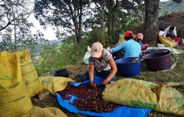 “Viajes al origen del café”, la iniciativa de Java Republic para defender a los caficultores “Viajes al origen del café”, la iniciativa de Java Republic para defender a los caficultores
