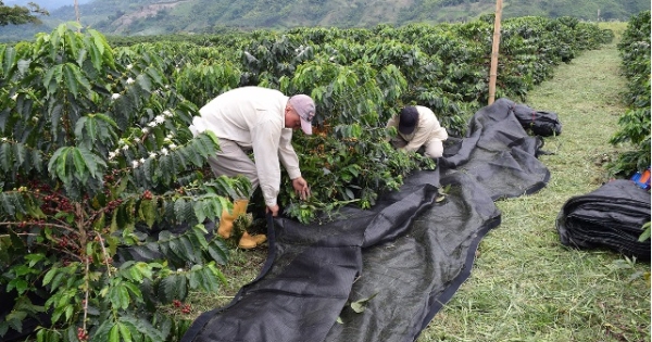 Colombia inventa un nuevo método para recolectar café - HostelVending