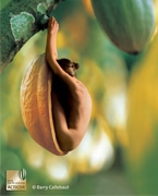 Las ventas de Barry suben un 8,8% después de tocar fondo en noviembre de 2008 Las ventas de Barry suben un 8,8% después de tocar fondo en noviembre de 2008