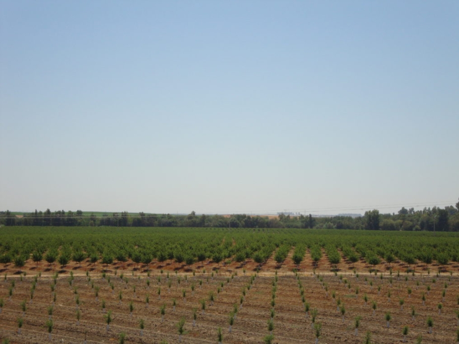 Los frutos secos de Borges elevan un 150% su beneficio neto respecto al ejercicio pasado Los frutos secos de Borges elevan un 150% su beneficio neto respecto al ejercicio pasado